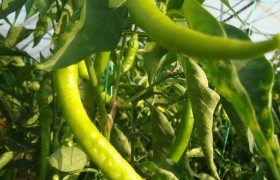 05 fresh green peppers